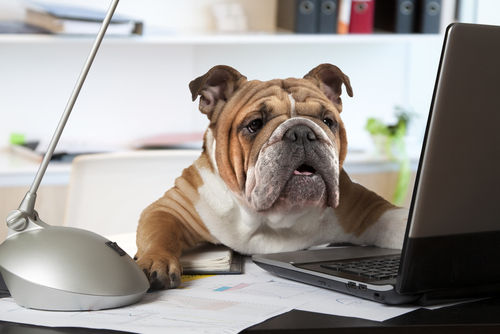 Viewpoint: Are office pets beasts of burden or a blessed relief to accountancy firms?